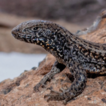 A high mountain lizard from Peru: The ...