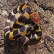 Co-occurring Cuban dwarf boas (Tropidophis) ...