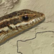Genetic diversity within species of Ophisops ...