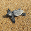 Sporadic nesting events of loggerhead ...