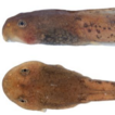 Tadpoles of three sympatric spiny frogs ...
