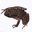 A new species of the genus Leptobrachella ...